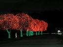 [Englightened Christmas Colored Trees]