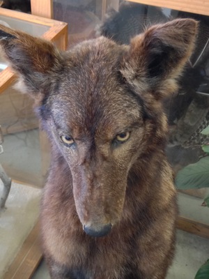 [“Really?  You expect me to to act all undignified just for a Scoobie snack?  You aren't serious, are you?”]