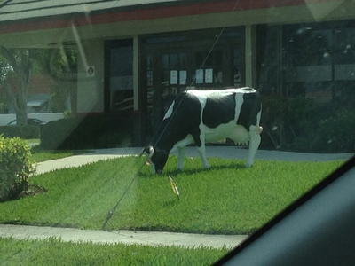 [A life-sized plastic cow munching on astroturf] “Don't hate me because I'm a trend-setter.”