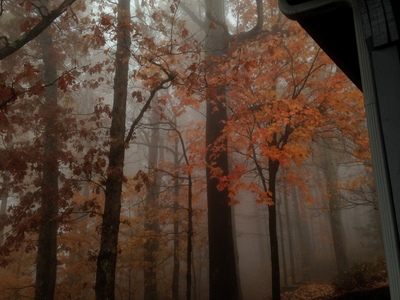 [Trees with orange leaves, engulfed in fog.] It's the elves.  It has to be the elves doing this.
