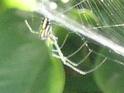 [Spider 1-Profile 3]