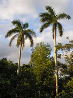 [Some very impressive Royal Palms]