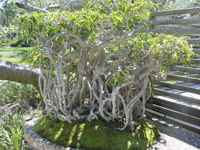 [Wow, a Bonsai forest of one tree!]