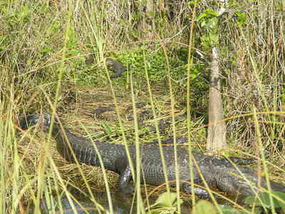 [The place was lousy with gators.  They were everywhere!]