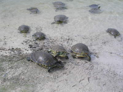 [The turtles are out to get me!]